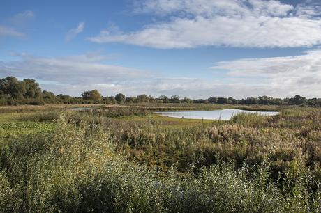 Autumnal photo of the Floodplain Forest