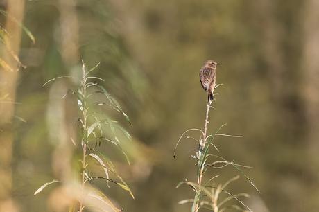 1st Winter Stonechat