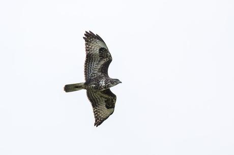 Common Buzzard