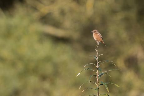 1st Winter Stonechat