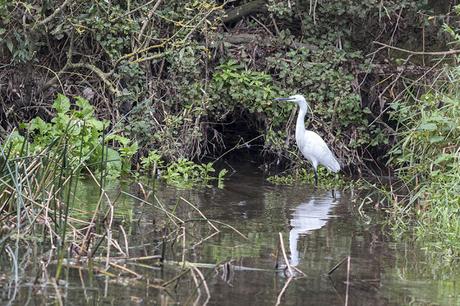 Fishing Little Egret