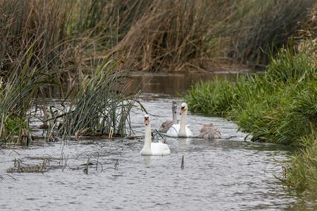 Mute Swans Swimming the River Ouse