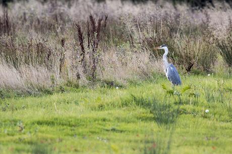 Grey Heron stalking the fields