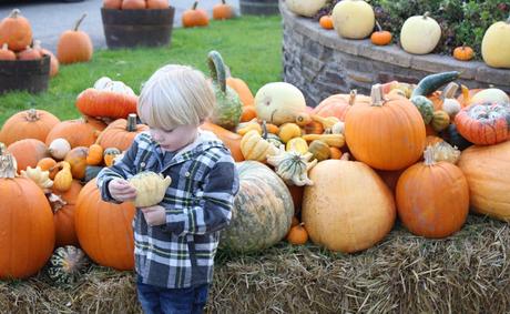 Pumpkins, Pumpkins Everywhere! - Pumpkin Picking In Devon