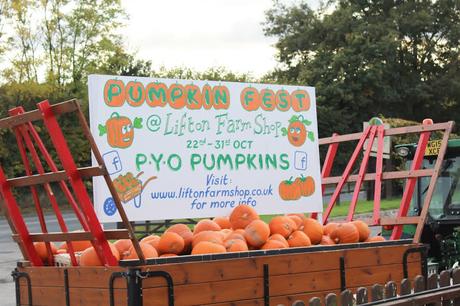 Pumpkins, Pumpkins Everywhere! - Pumpkin Picking In Devon