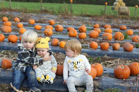 Pumpkins, Pumpkins Everywhere! - Pumpkin Picking In Devon