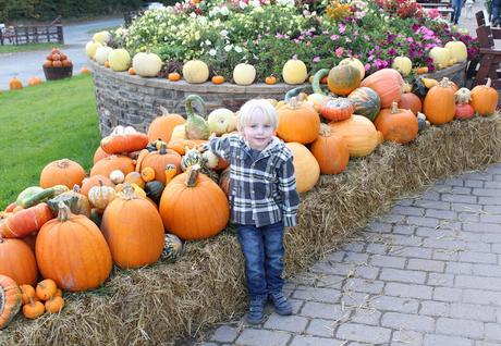 Pumpkins, Pumpkins Everywhere! - Pumpkin Picking In Devon