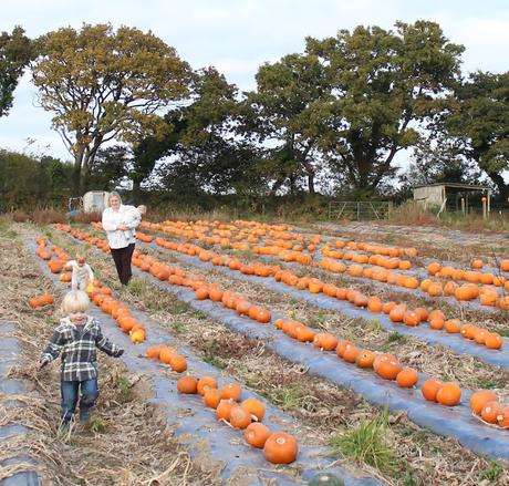 Pumpkins, Pumpkins Everywhere! - Pumpkin Picking In Devon