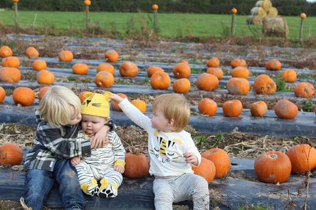 Pumpkins, Pumpkins Everywhere! - Pumpkin Picking In Devon