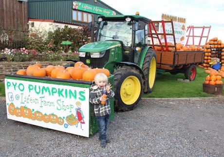 Pumpkins, Pumpkins Everywhere! - Pumpkin Picking In Devon