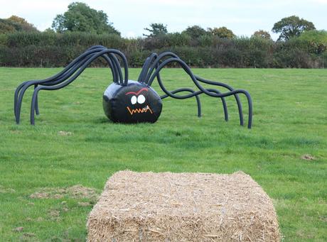 Pumpkins, Pumpkins Everywhere! - Pumpkin Picking In Devon