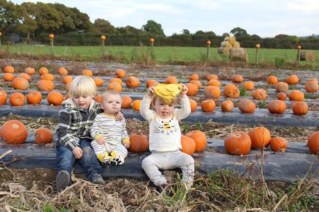 Pumpkins, Pumpkins Everywhere! - Pumpkin Picking In Devon