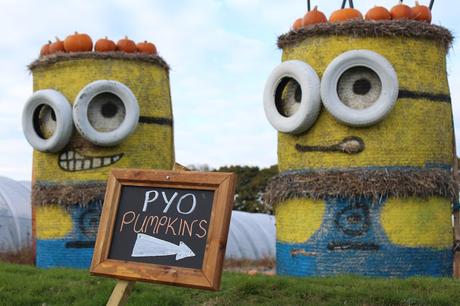 Pumpkins, Pumpkins Everywhere! - Pumpkin Picking In Devon