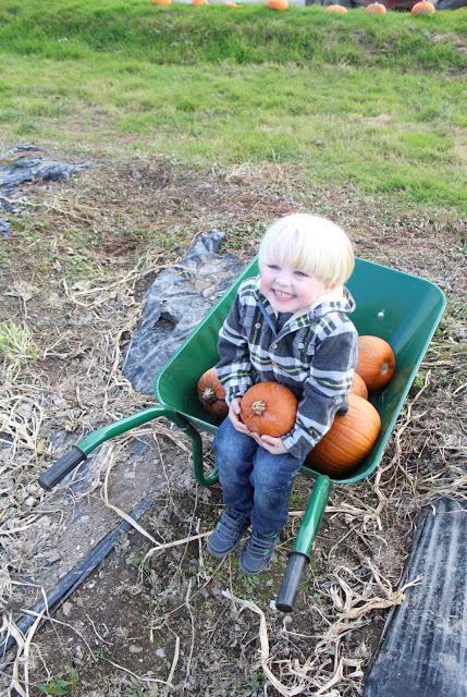 Pumpkins, Pumpkins Everywhere! - Pumpkin Picking In Devon