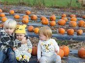 Pumpkins, Pumpkins Everywhere! Pumpkin Picking Devon