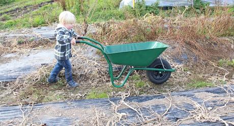 Pumpkins, Pumpkins Everywhere! - Pumpkin Picking In Devon