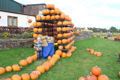 Pumpkins, Pumpkins Everywhere! - Pumpkin Picking In Devon