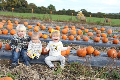 Pumpkins, Pumpkins Everywhere! - Pumpkin Picking In Devon