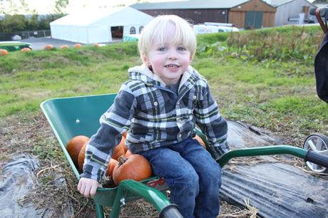 Pumpkins, Pumpkins Everywhere! - Pumpkin Picking In Devon