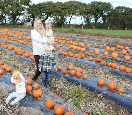 Pumpkins, Pumpkins Everywhere! - Pumpkin Picking In Devon