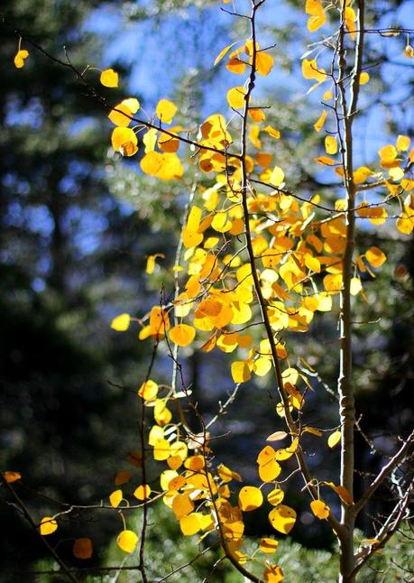 gold aspen leaves