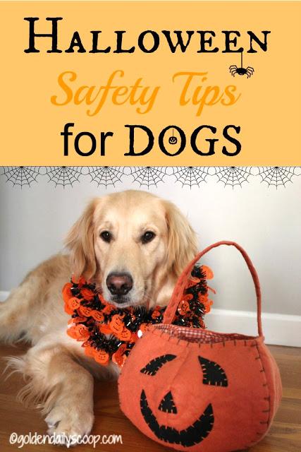 safety tips for dogs on Halloween