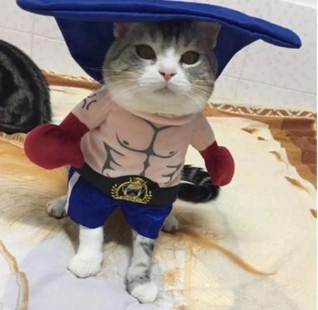 Boxer Cat - Ready To Fight