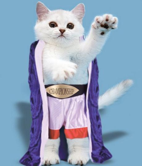 Boxer Cat - Ready To Fight