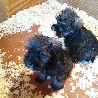 mini schnauzer puppies! - growourown.blogspot.com