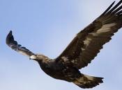 Local Wind Farm Fatalities Affect Whole Bird Populations Anthropocene