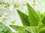 Aloe White Lilac Fragrance