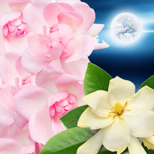 Moonlit Path Fragrance Oil