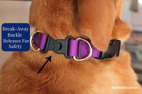 PetSafe break-away buckle for dog safety and awareness 