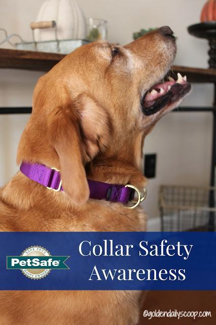 PetSafe KeepSafe Break-away collar for dog collar safety awareness