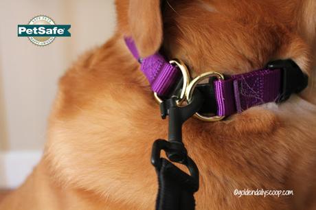 collar safety awareness for dogs