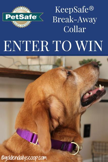 PetSafe KeepSafe break-away collar giveaway