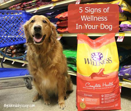 5 signs of wellness in your senior dog