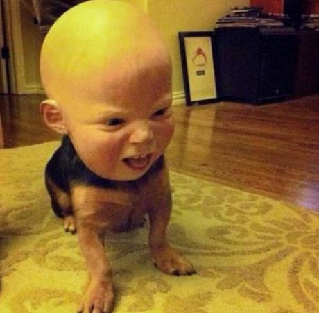 Top 10 Scariest Halloween Costumes For Dogs You Will Ever See