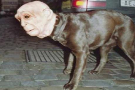Top 10 Scariest Halloween Costumes for Dogs You Will Ever See