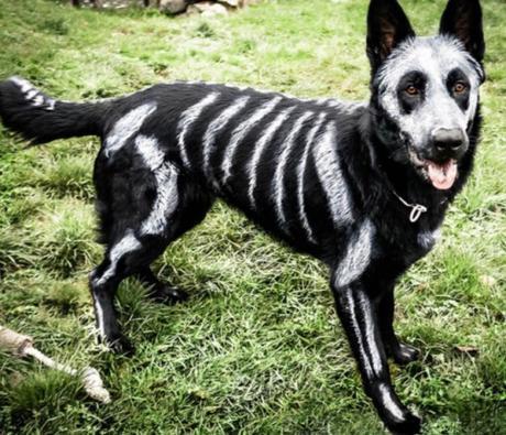 Scary Dog Costume