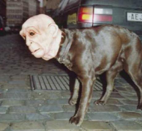 Scary Dog Costume