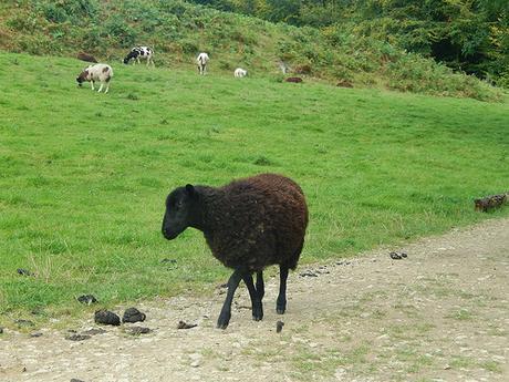 Coaley Peak Walk