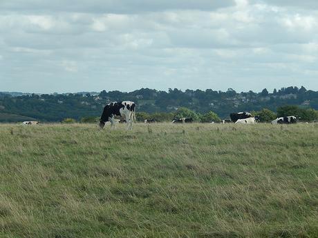 Coaley Peak Walk