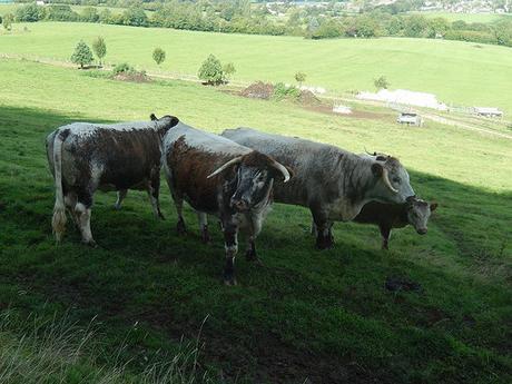 Coaley Peak Walk