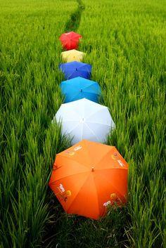 colorful-umbrellas-field