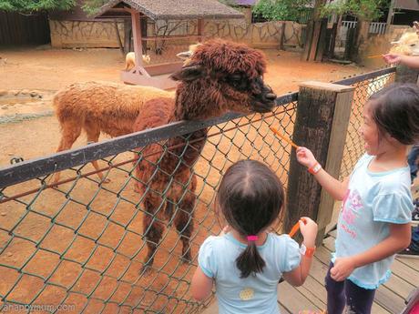 A wildlife safari-cum-theme park adventure {Experience of LeoFoo Resort Guanshi and LeoFoo Village Theme Park}