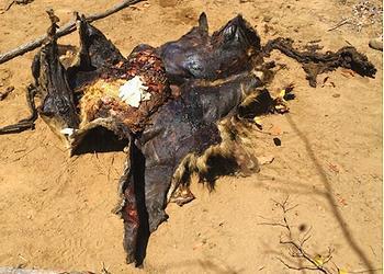 Mass Wildlife Poisoning in Limpopo National Park