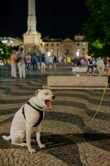 Ice the Dog in ferocious mid-yawn in Rossio Square, Lisbon