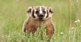 frightened-badger