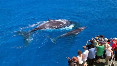 Western Australia - migrating whales from the coast of Albany..jpg